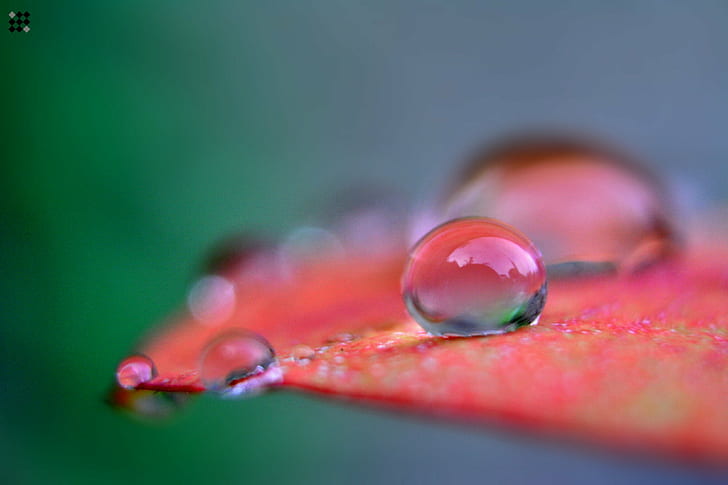 selected photo of drop water on red leaf, photo, drop, water, red leaf, nikon, sri lanka, dew, drops, nature, close up, Macro, bokeh, droplet, close-up, red, HD wallpaper