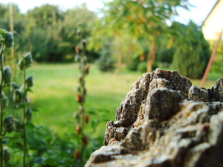 фотография със селективен фокус на скала, растения, камък, градина, HD тапет
