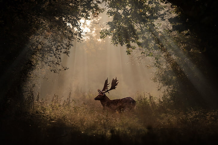 Brauner Elch, Tiere, Hirsche, Wald, Säugetiere, HD-Hintergrundbild