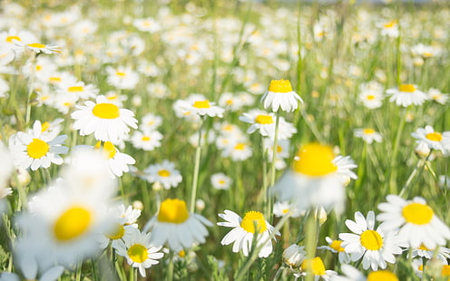Gänseblümchenblumen, Blumen, Kamille, Gänseblümchen, Grün, Weiß, Sommer, Matricaria, weiße Blumen, Pflanzen, HD-Hintergrundbild HD wallpaper