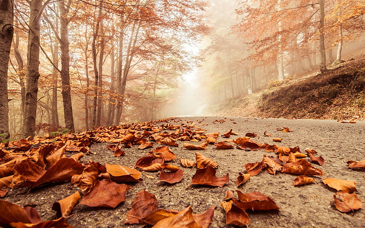otoño, haya, caducifolio, brumoso, bosque, paisaje, hojas, macro, brumoso, naturaleza, carretera, árboles, Fondo de pantalla HD