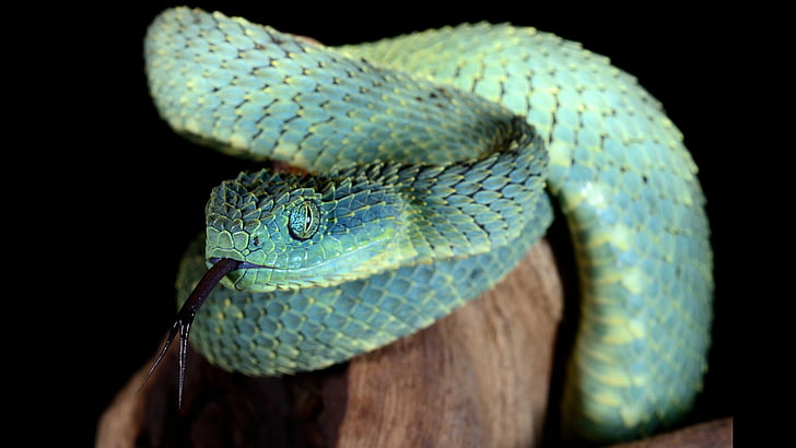Reptilien, Viper, Tier, Buschotter, HD-Hintergrundbild