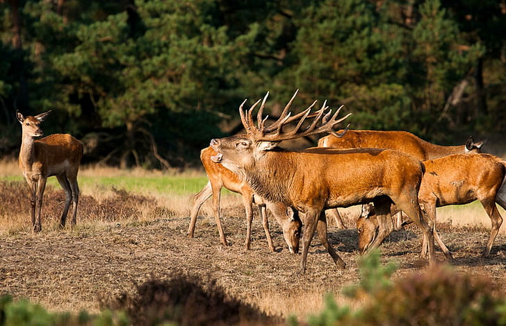 Red Deer In Rutting Season, herd of deer, animals, rutting season, nature, deer, HD wallpaper