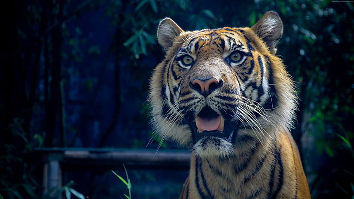 ojos asombrosos, Sumatra, 4k, tigre, piel, mirada, Fondo de pantalla HD