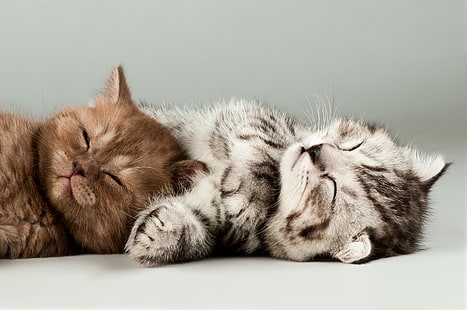 Cats, Cute kittens, 4K, HD wallpaper HD wallpaper