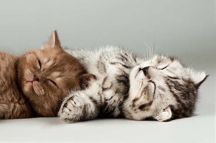 ลูกแมวสีน้ำตาลและเทาสองตัวนอนอยู่บนพื้นผิวสีขาวลูกแมวน่ารักแมว HD 4K, วอลล์เปเปอร์ HD