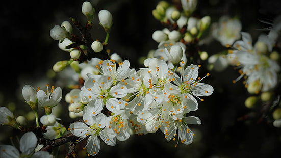 Spring Cherry Blossom Green Leaves och vita blommor på svart bakgrund 4k Ultra HD Tv Wallpaper för stationär bärbar dator Tablet och mobiltelefoner 3840 × 2160, HD tapet HD wallpaper