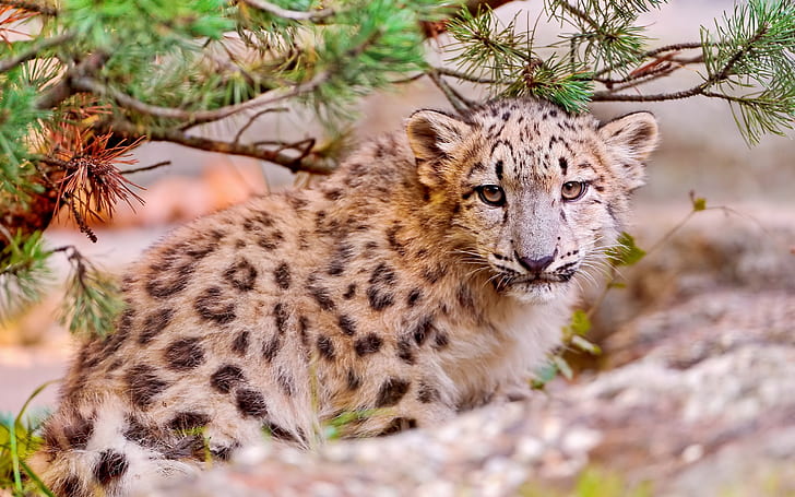 Leopardo da neve bonito, close-up do rosto, animais predadores, leopardo marrom e preto, Bonito, Neve, Leopardo, rosto, predador, animais, HD papel de parede