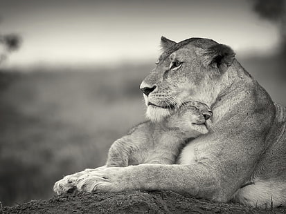 lioness and lion cub, lion, couple, wool, cub, black and white, HD wallpaper HD wallpaper