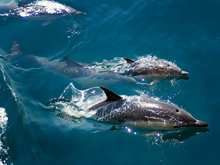 Dolphins Enjoying Freedom, water, marine, animals, ocean, nature, sweet, beautiful, dolphins, HD wallpaper