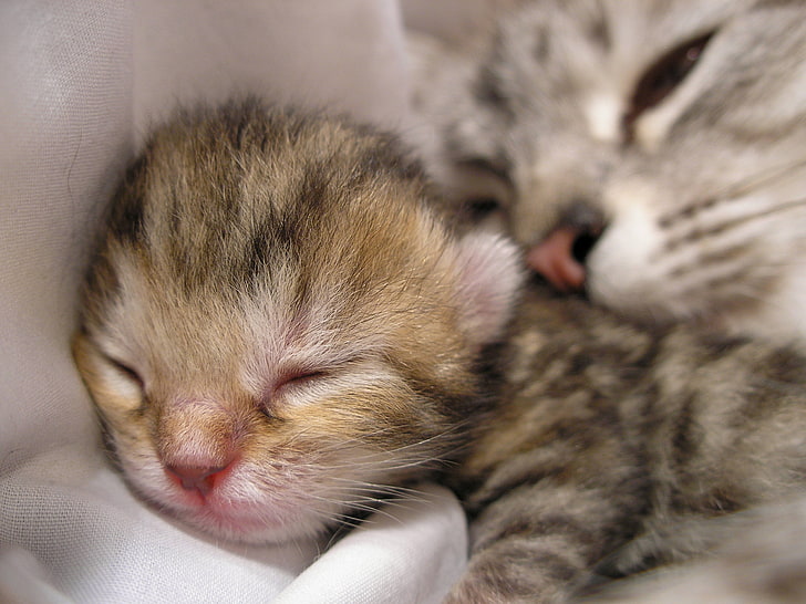 brązowy pręgowany kotek, kot, kotek, spać, Tapety HD