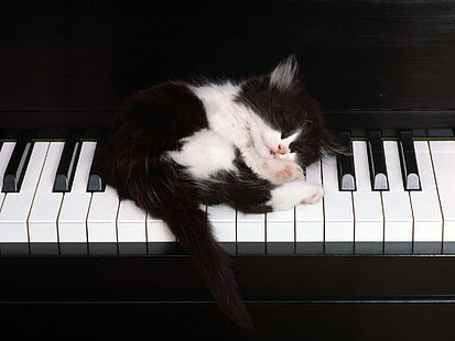 Kedi piyano uyku kedi yavrusu HD, hayvanlar, kedi, yavru kedi, uyku, piyano, HD masaüstü duvar kağıdı HD wallpaper