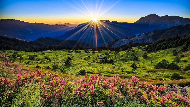 조경 자연 분홍색 꽃 태양 광선 해돋이 탁상용 벽지 전체 화면 3840 × 2160를 가진 녹색 잔디 풀밭, HD 배경 화면