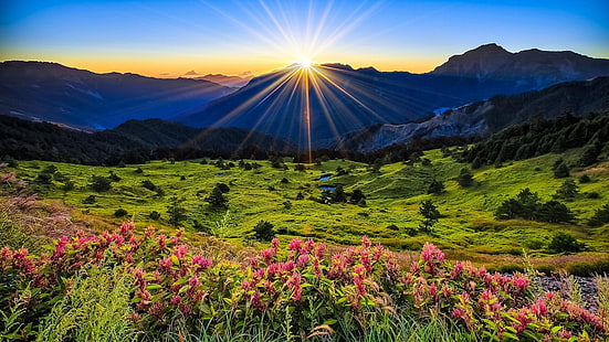 Landskap Natur Rosa blommor Grönt gräsäng med solstrålar Soluppgång Skrivbordsunderlägg Helskärm 3840 × 2160, HD tapet HD wallpaper
