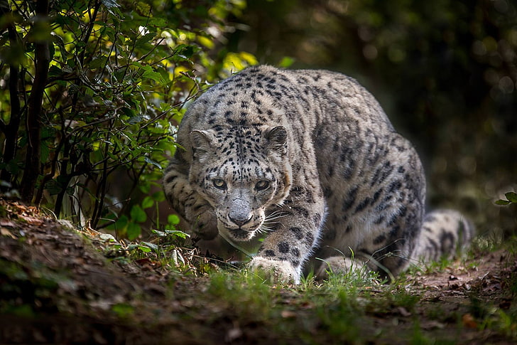 Leopardo-das-neves, gato selvagem, IRBIS, HD papel de parede