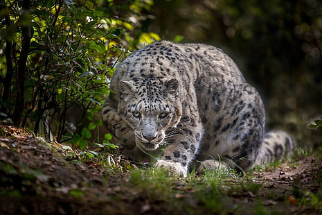 Снежен леопард, дива котка, IRBIS, HD тапет HD wallpaper