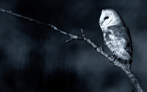grayscale photography of owl perch on tree branch, owl, monochrome, birds, branch, animals, HD wallpaper HD wallpaper