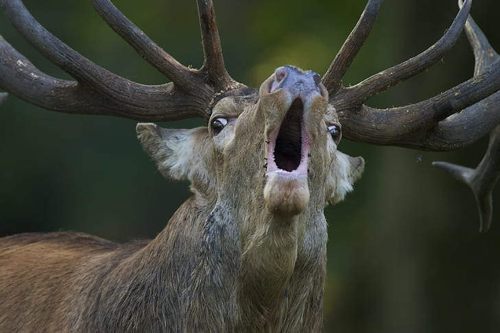 animals nature deer open mouth antlers depth of field fur muzzles, HD wallpaper