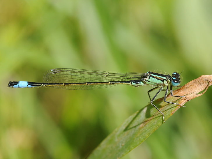 green damselfly, dragonfly, plant, fly, insect, HD wallpaper