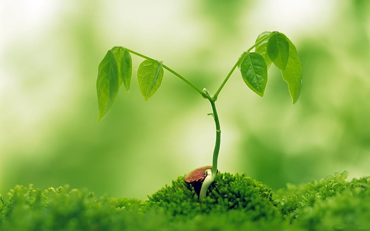 grünblättrige Pflanze, Stängel, Trieb, Blätter, Pflanze, HD-Hintergrundbild