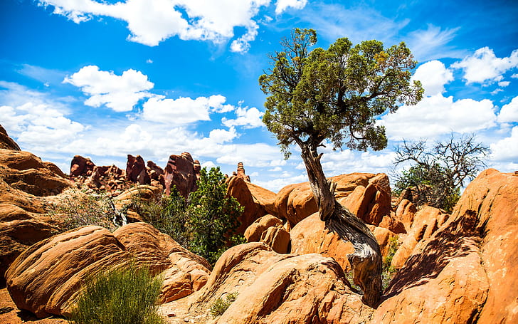Arches National Park, national, park, arches, HD tapet