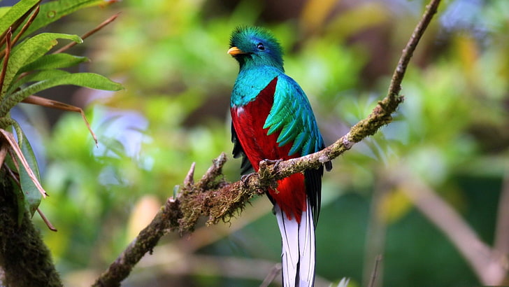 Vögel, Vogel, Quetzal von Guatemala, HD-Hintergrundbild
