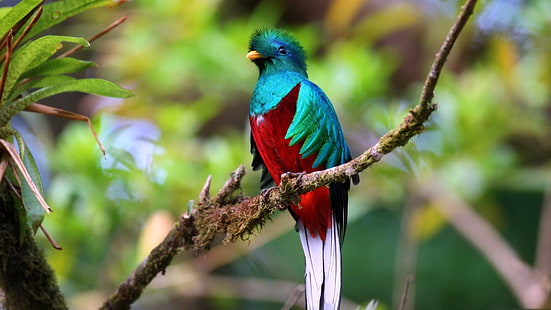 Fåglar, fågel, Quetzal i Guatemala, HD tapet HD wallpaper