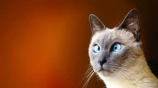 Crosseyed Cat, kot syjamski, syjamski, zabawny, przekrzywiony, zwierzęta, Tapety HD HD wallpaper