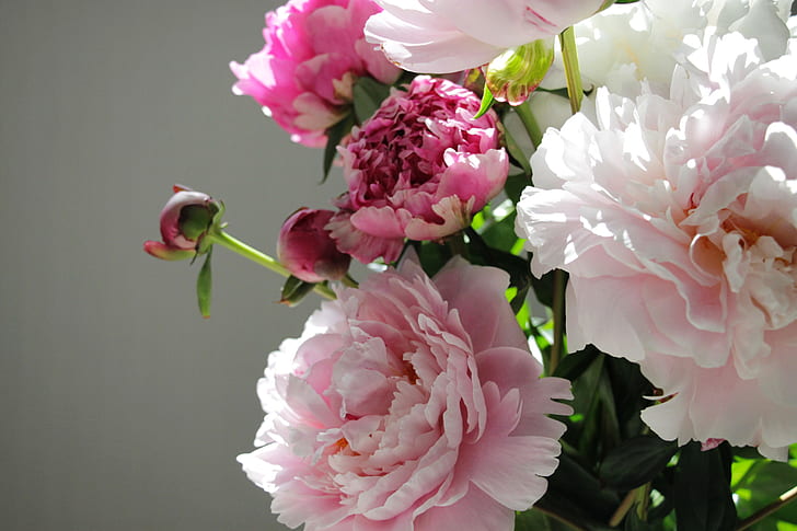 flowers, buds, peony, bouquet of peonies, HD wallpaper