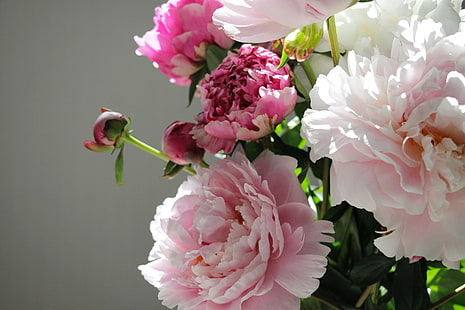 زهور ، براعم ، فاوانيا ، باقة من الفاونيا، خلفية HD HD wallpaper