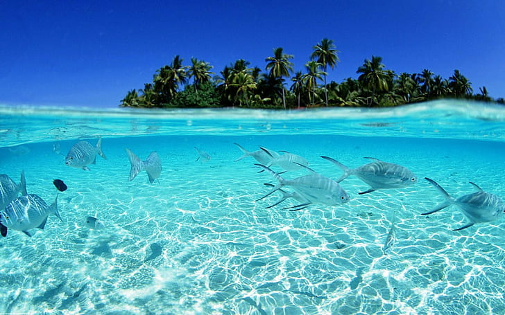 Tropical Fish Underwater HD, zwierzęta, tropikalne, ryby, podwodne, Tapety HD