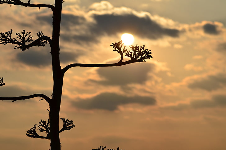 silhouette of tree, sunset, landscape, nature, plants, HD wallpaper