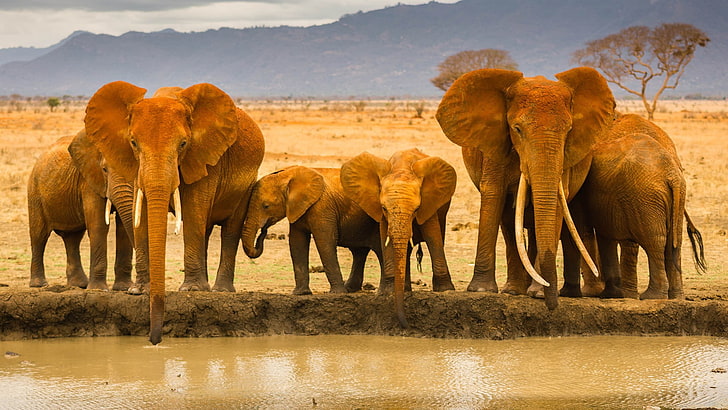 vier braune hölzerne Pferdefiguren, Elefant, Tiere, Fluss, HD-Hintergrundbild