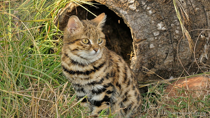 Застрашената чернонога котка, Южна Африка, Животни, HD тапет