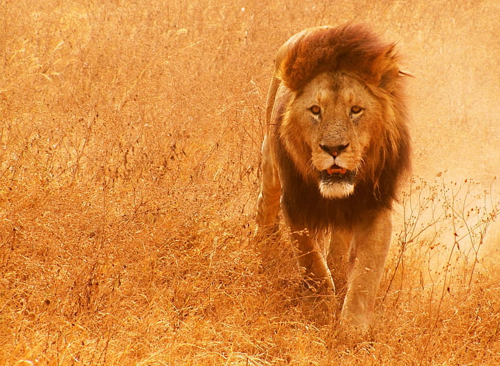 Tiere, Säugetiere, Löwen, HD-Hintergrundbild
