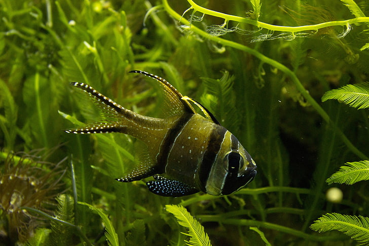 green and black fish, fish, aquarium, fishbowls, HD wallpaper