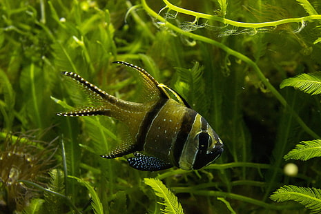 pesce verde e nero, pesce, acquario, acquario, Sfondo HD HD wallpaper