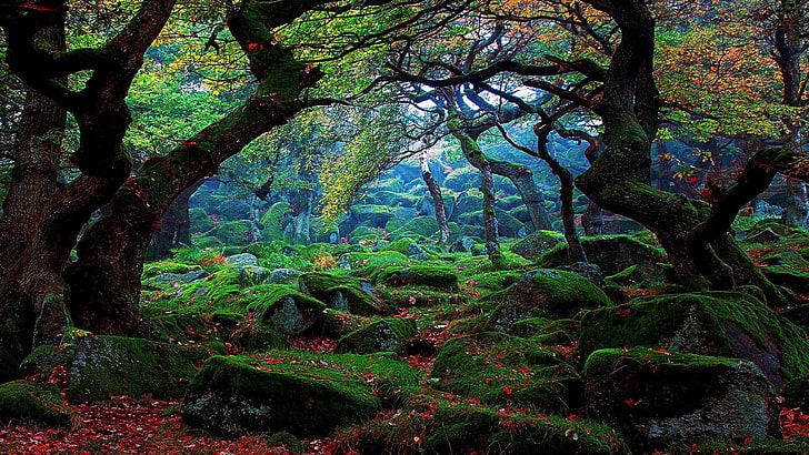 nature, autumn, tree, green, leaf, woodland, ecosystem, moss, forest, mossy, flora, plant, HD wallpaper