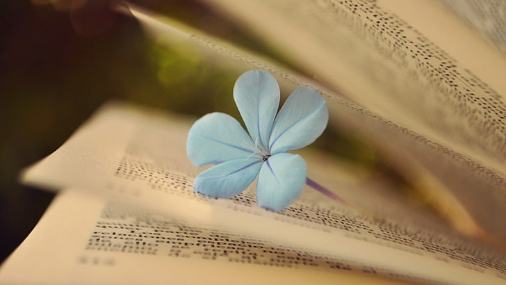 niebieski kwiat ołowiu, książki, makro, kwiaty, niebieskie kwiaty, Tapety HD