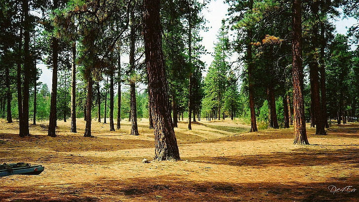 ต้นไม้ธรรมชาติทิวทัศน์ป่าภาพถ่ายต้นไม้ป่าทิวทัศน์ธรรมชาติภาพถ่าย, วอลล์เปเปอร์ HD