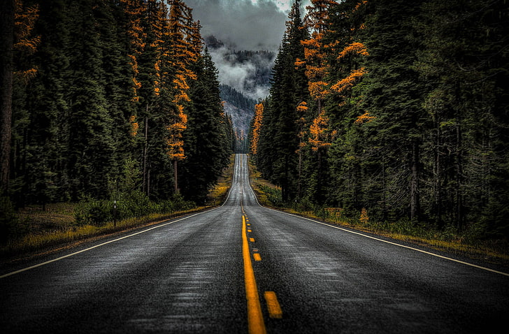 strada in cemento grigio, strada, autunno, foresta, alberi, Washington, Washington State, Highway 410, Sfondo HD