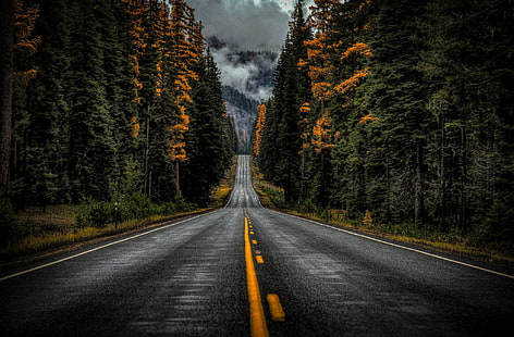 camino de hormigón gris, carretera, otoño, bosque, árboles, Washington, estado de Washington, autopista 410, Fondo de pantalla HD HD wallpaper