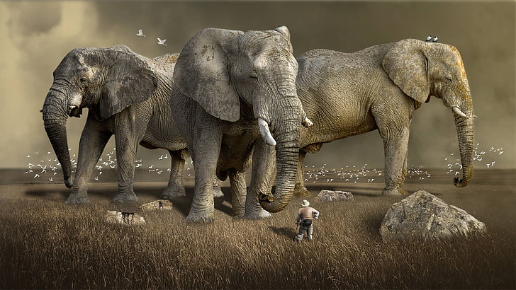 живая природа, природа, дикая, млекопитающее, слон, животное, HD обои