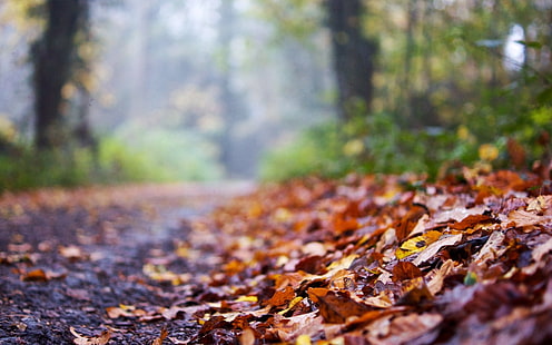 дорога, осень, листья, макро, фон, широкоформатные, обои, размытие, полноэкранные, HD обои, полноэкранные, HD обои HD wallpaper