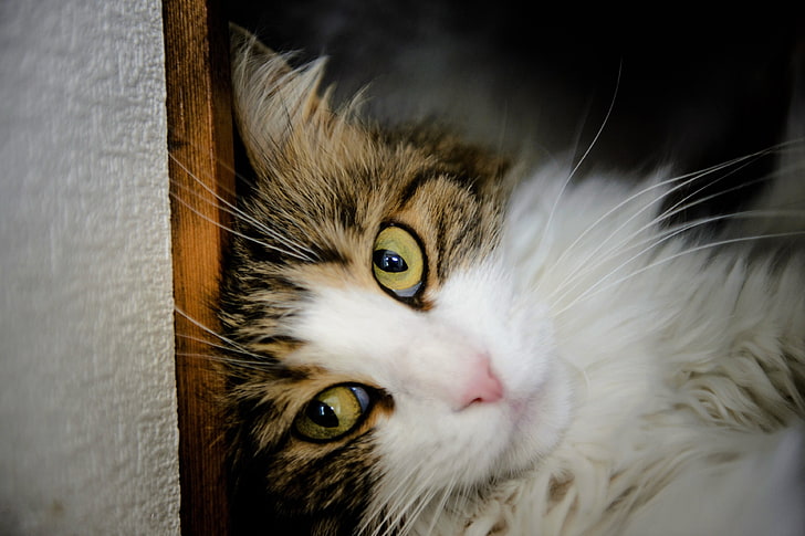 ภาพวอลล์เปเปอร์แมว 4k, วอลล์เปเปอร์ HD