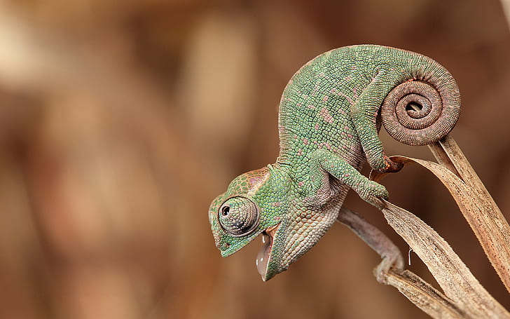 depth of field, nature, plants, closeup, animals, green, happy, reptiles, skin, chameleons, open mouth, tail, HD wallpaper