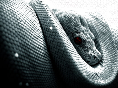 змея, весы, питон, рептилии, HD обои HD wallpaper