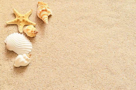  sand, star, shell, starfish, seashells, HD wallpaper HD wallpaper