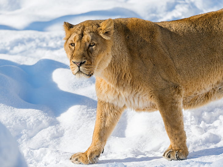 león, leona, hocico, nieve, ira, Fondo de pantalla HD