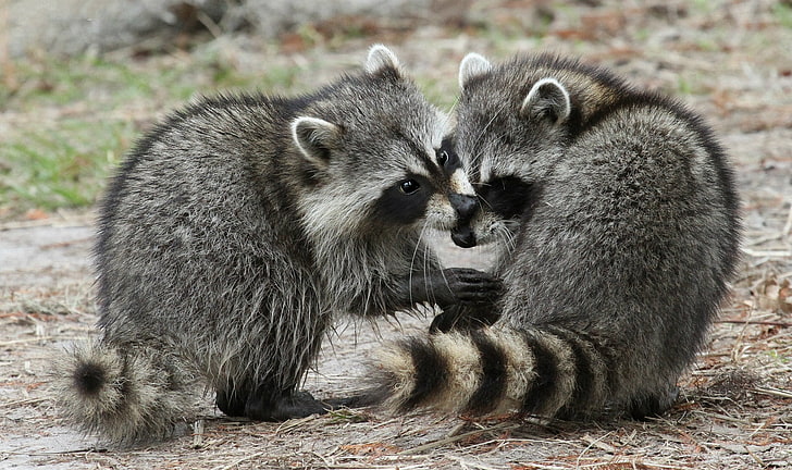 two gray-and-black raccoons, pair, pussies, raccoons, HD wallpaper